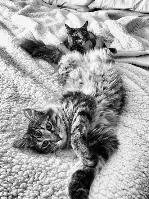 Free Maine Coon Tortoise Shell photo and picture