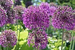 bulb flowers, bulbous plant, flowers