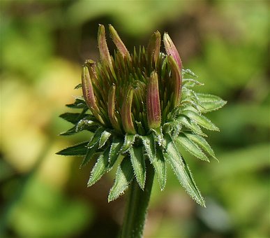 超过30 张关于 花芽 和 自然 的免费图片 Pixabay