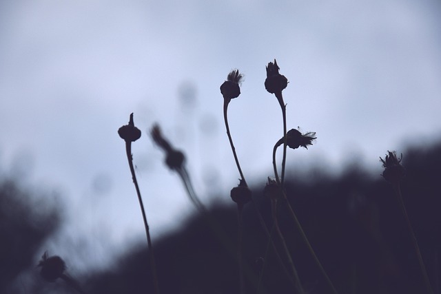 Free Spring Flowers photo and picture