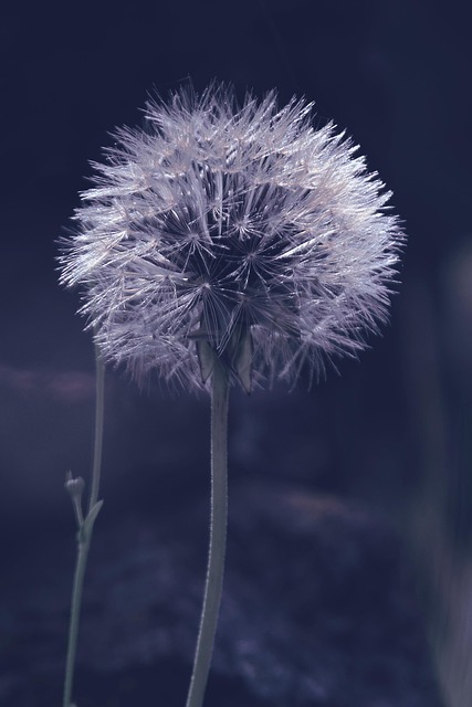 Free Macro Flower Background photo and picture