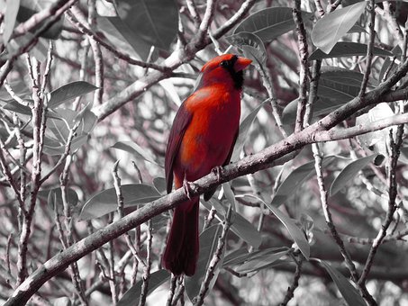 Roter Kardinalvogel, Vogel, Rot, Tier