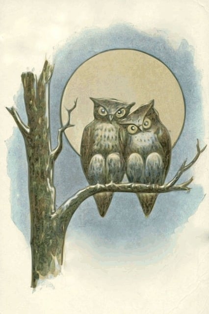 Corujas, Noite, Lua, Lua Cheia, Noturno