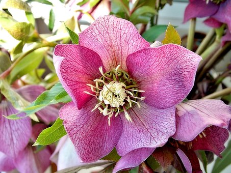 Free Flower Pink photo and picture