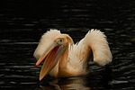 artis, pelican, bird