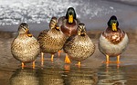 duck, wild, mallard