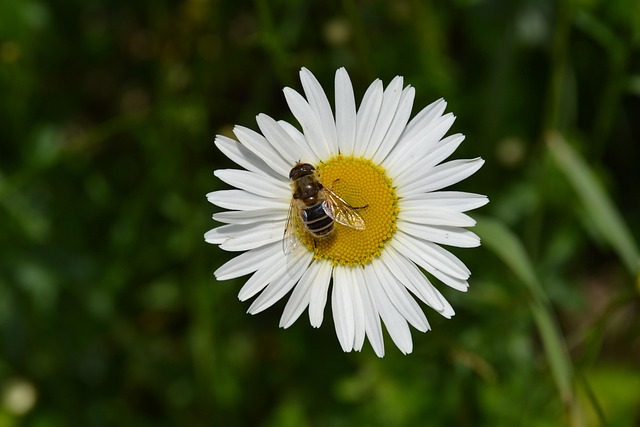 Free Flower Beautiful Flowers photo and picture