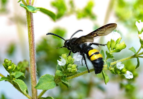Free Dagger Wasps Wasp photo and picture