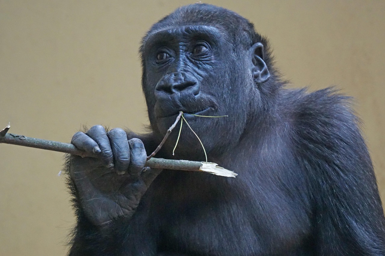 Gorilla - free online jigsaw puzzle photo