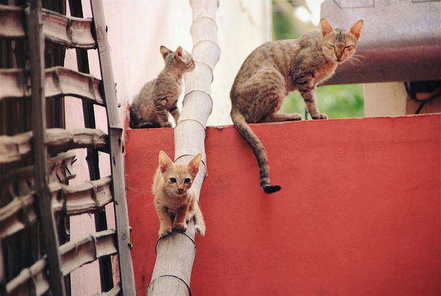 Free Cat Eyes photo and picture