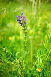 wild sage, flower, blossom