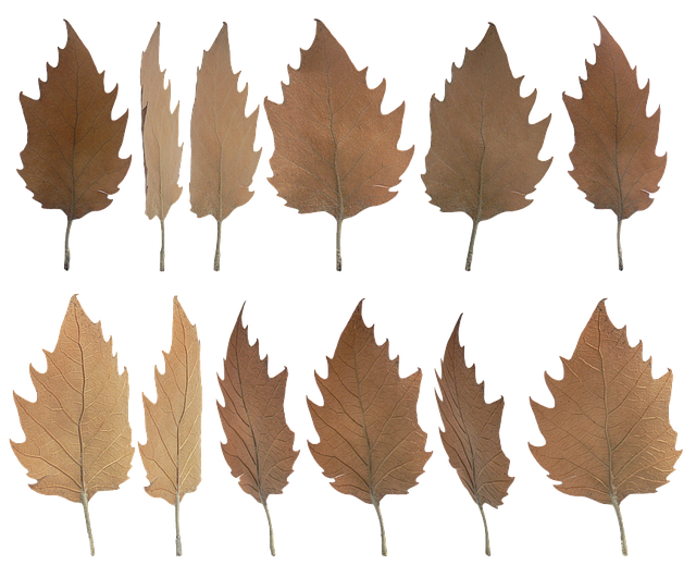 Frunze, Toamnă, Frunziş, Natura, Sezon