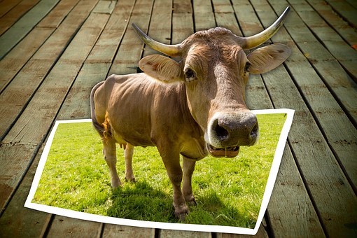 Free Cow Picture Frame illustration and picture