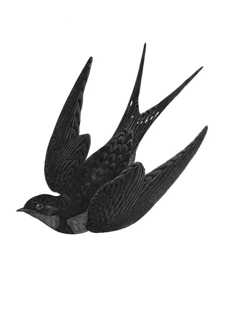 Free swallow bird nature illustration