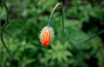 poppy, petal, flower