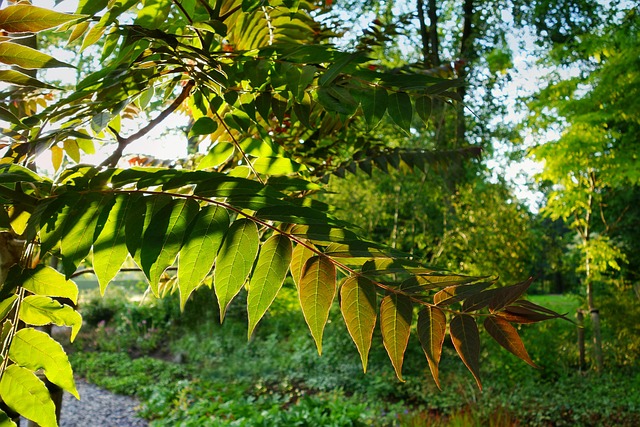 叶子 枝杈 枝繁叶茂 - Pixabay上的免费照片 - Pixabay