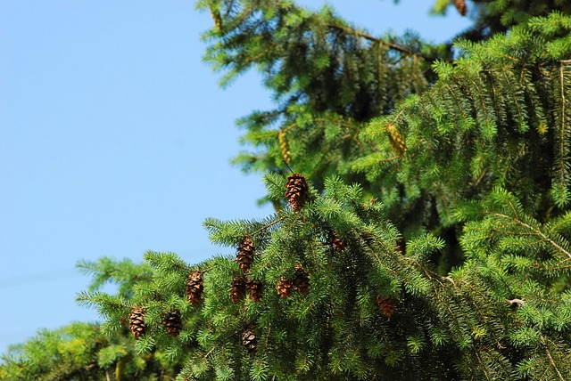 Baum, Grün, Himmel, Natur, Feder, Wald