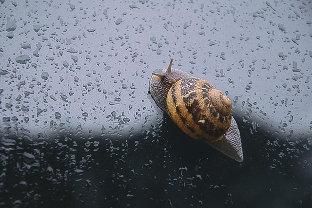 Free Snail Spring photo and picture
