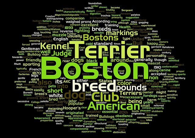Boston, Terrier, Hund, Wortwolke