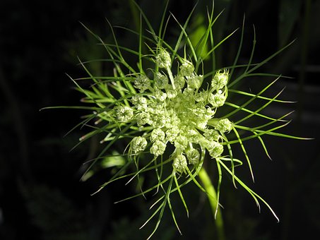 Free Flower Nature photo and picture