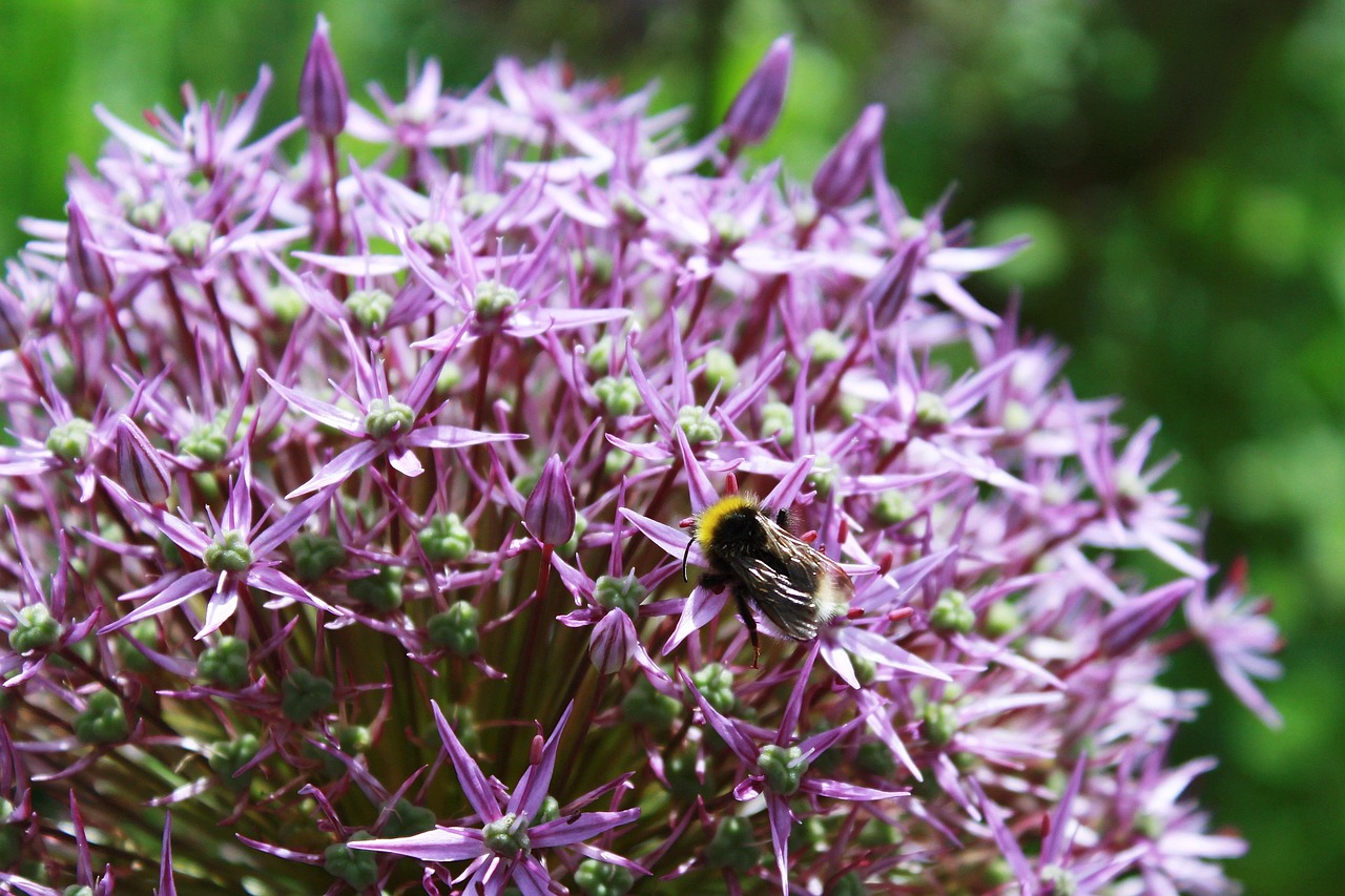 ornamental-onion-1466687_1280.jpg