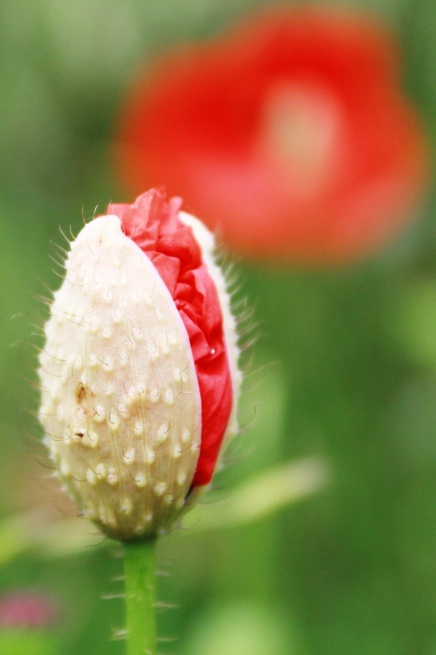 罂粟 罂粟花 红罂粟 - Pixabay上的免费照片 - Pixabay