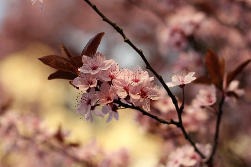 Free Flower Tree photo and picture