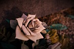 flower, rose, love