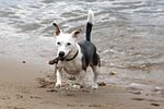 playing dog, jack russell, terrier