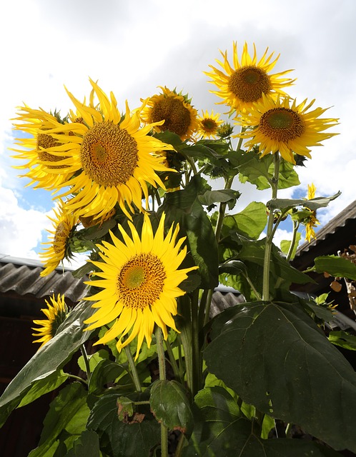 Sonnenblume, Pflanze, Die Natur