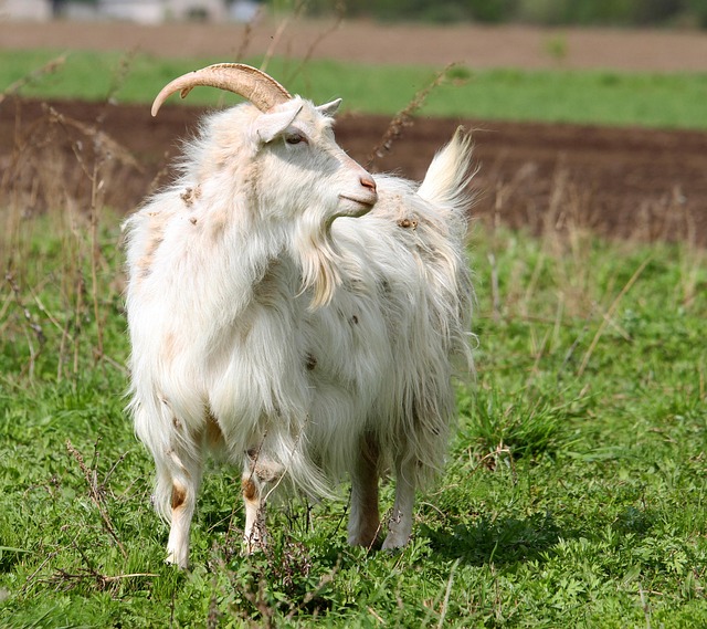 Ziege, Tier, Tiere, Haustier, Kind