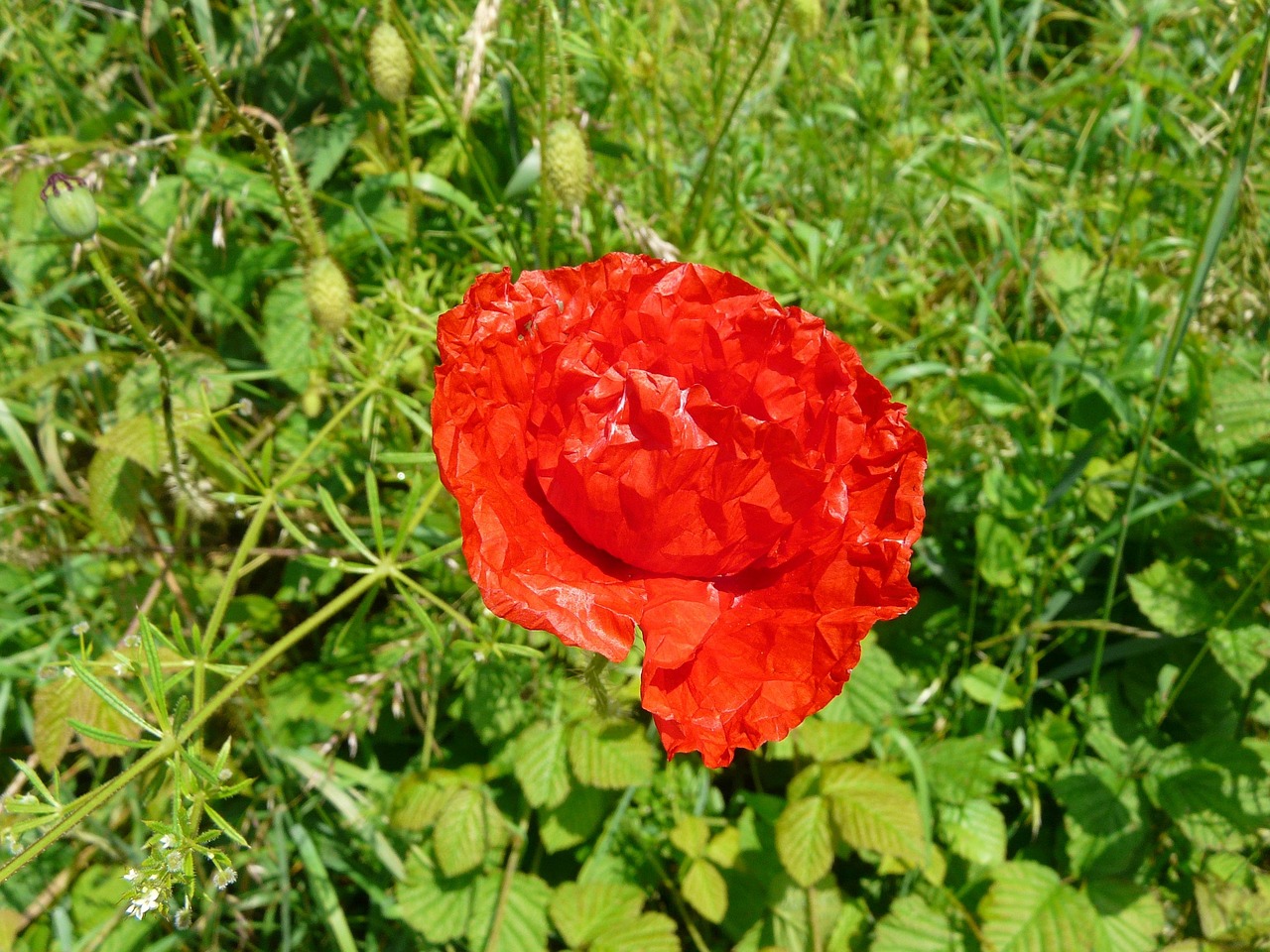 Los Campos Flores Foto gratis en
