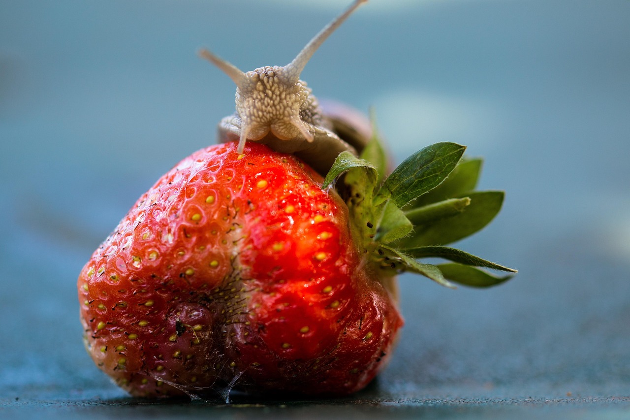Strawberry Snail Meal - Free photo on Pixabay - Pixabay