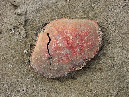 Strand, Krabbeskal, Krabbe, Skal, Sand