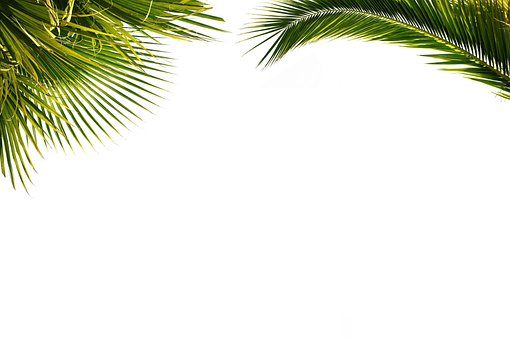Free Palm Nature photo and picture