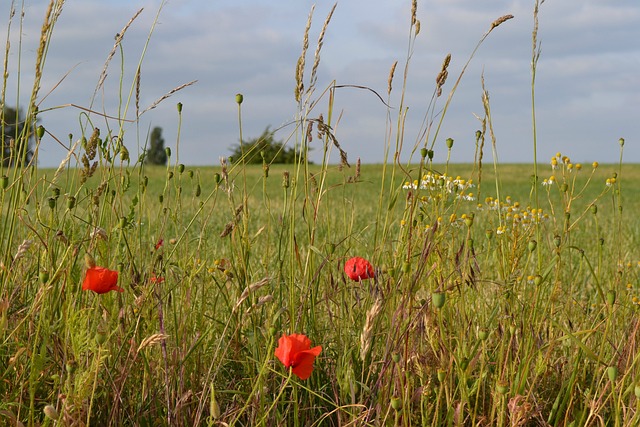 Free Poppies Chamomile photo and picture