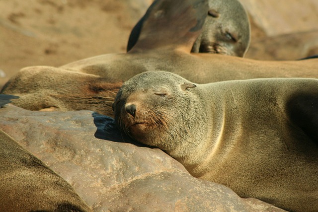 Free Seal Eared Seal photo and picture