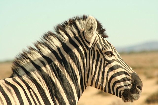 Free Zebra Single-Hoofed photo and picture
