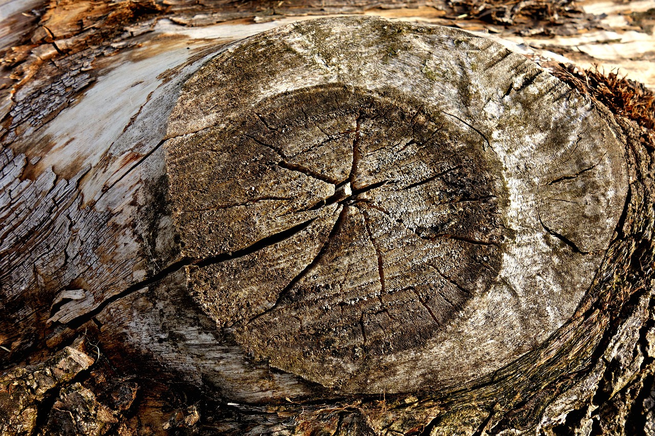 Knot Wood Log Free photo on Pixabay Pixabay
