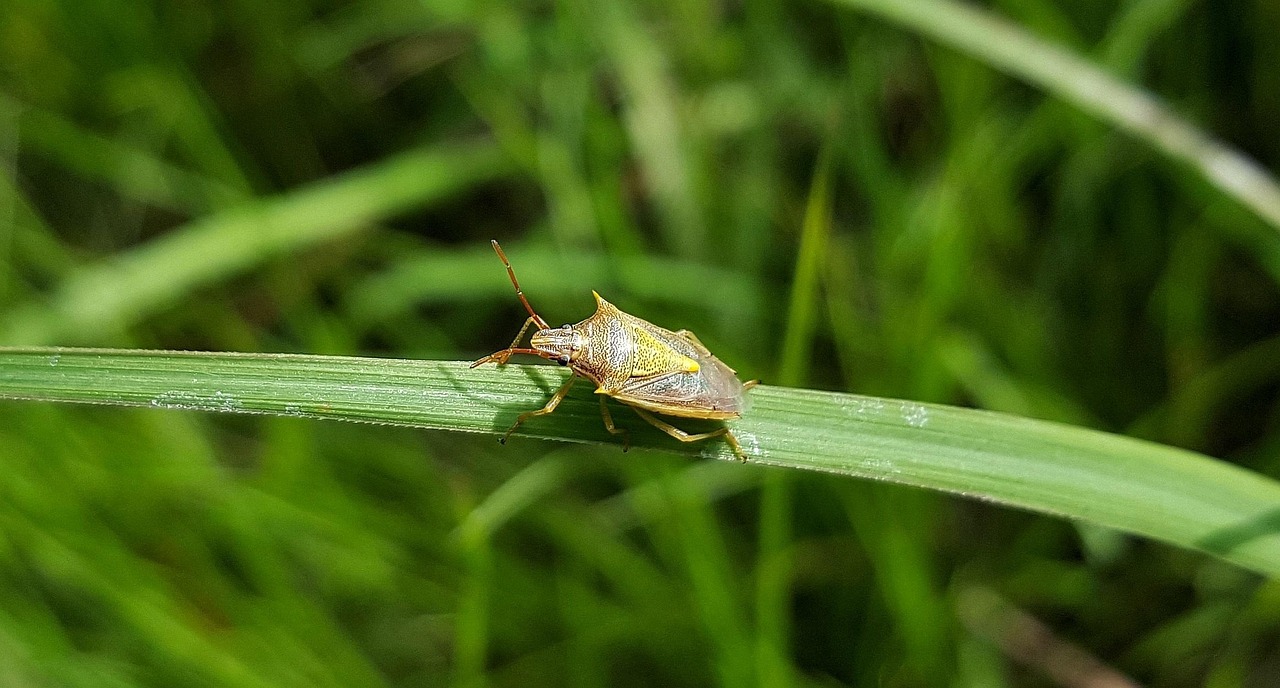 Tice Bug 10+ Free Rice Bug & Insect Images - Pixabay