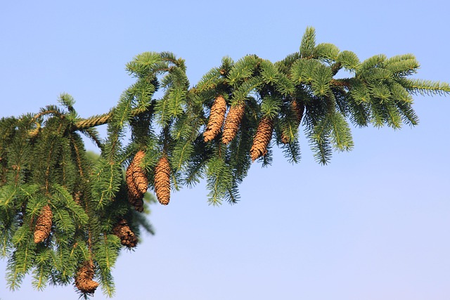 Free Norway Spruce Spruce photo and picture