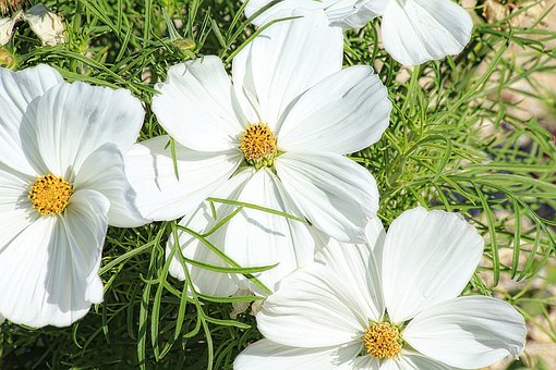 Free Margueritte Flower photo and picture