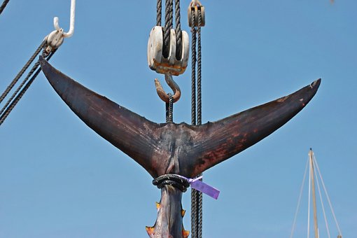 Free Tuna Fish photo and picture