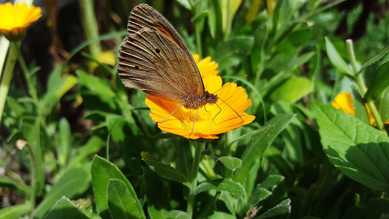 Marigold - free online jigsaw puzzle photo
