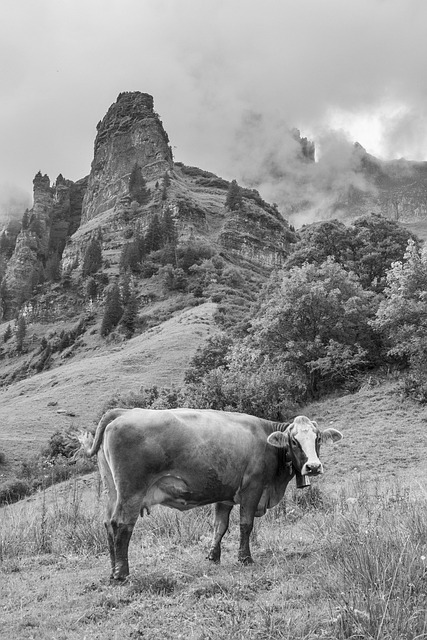 Kuh, Berge, Alp, Schweiz, Glarnerland