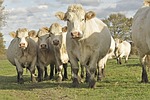 nature, animals, oxen