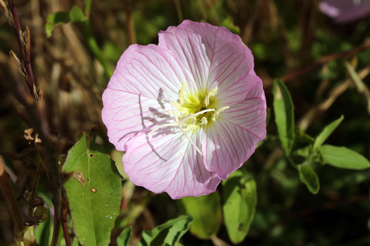 夏の花写真無料 – 初夏の花無料イラスト – KDWDT