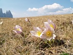 seiser alm, pasque flower, south tyrol