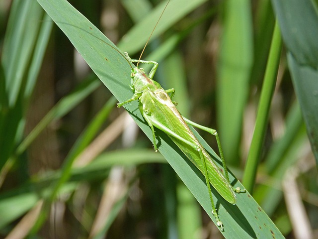 Grüne Heuschrecke Hummer - Kostenloses Foto auf Pixabay - Pixabay