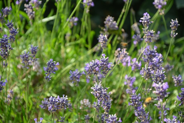 Free Lavender Lavender Flower photo and picture